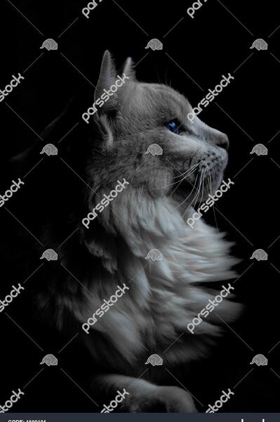 عکس خاکستری کیوت