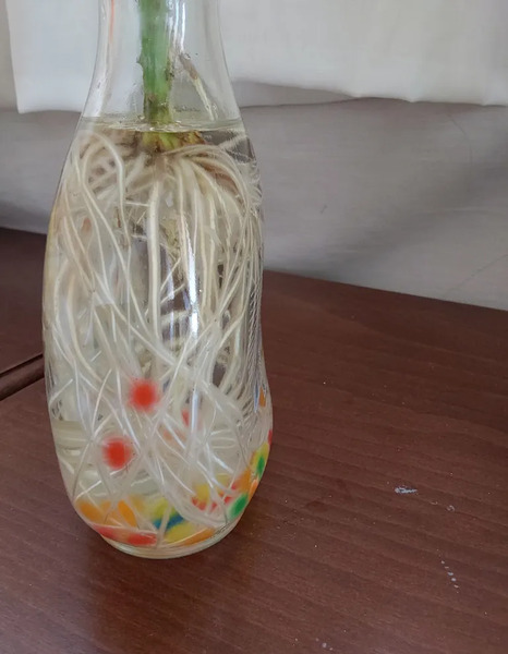 عکس خاک ژله ای سفید