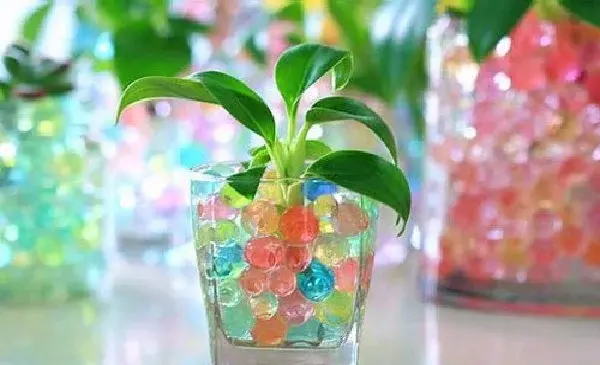 عکس های خاک ژله ای