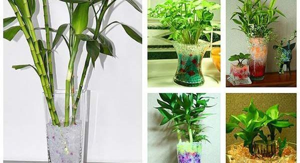 عکس های خاک ژله ای
