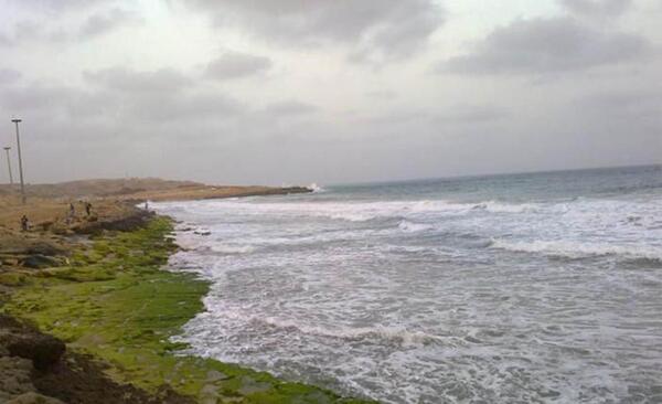 عکس خزه و گل سنگ