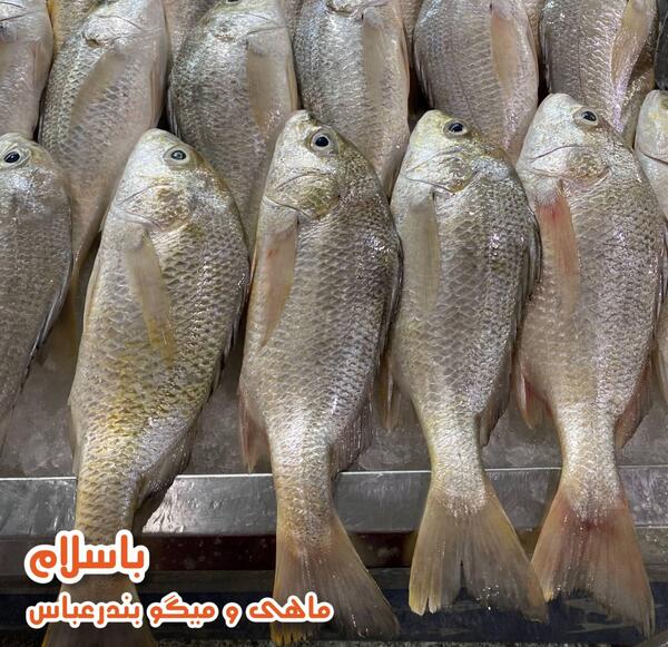 عکس از سنگ ماهی