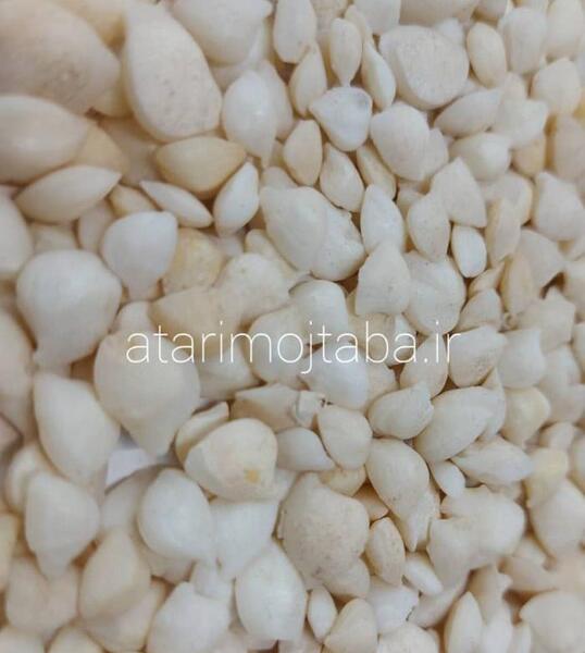 عکس از سنگ ماهی