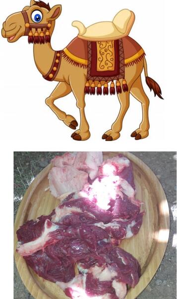 عکس سنگ صفرای گاو