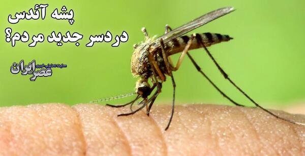 عکس پشه معمولی و پشه آئدس