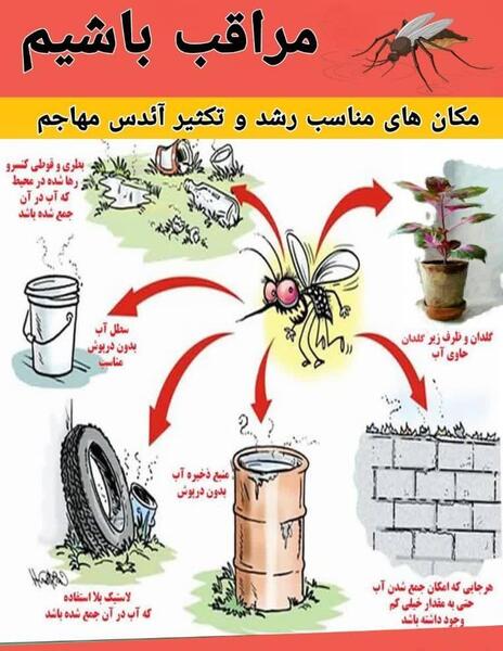 عکس پشه معمولی و پشه آئدس