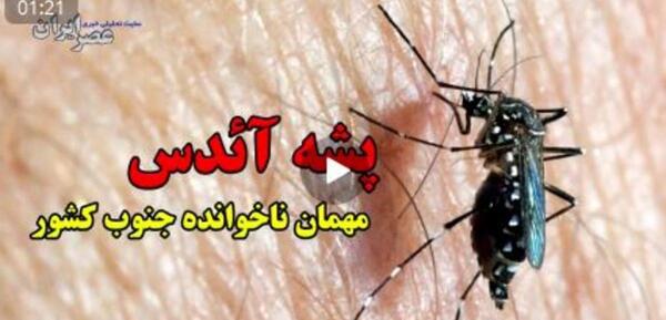 عکس نیش پشه معمولی