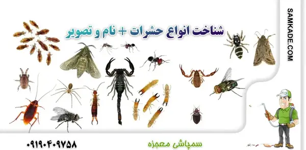 عکس پشه های