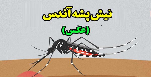 عکس پشه های جدید