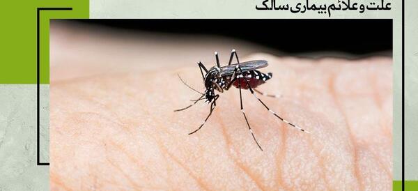 عکس های پشه سالک