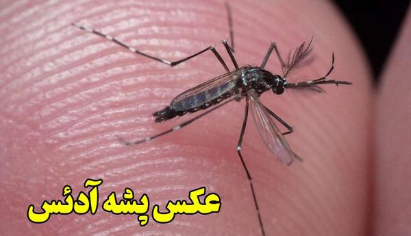 عکس های پشه دنگی