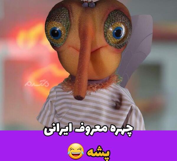 عکس های پشه مهمونی
