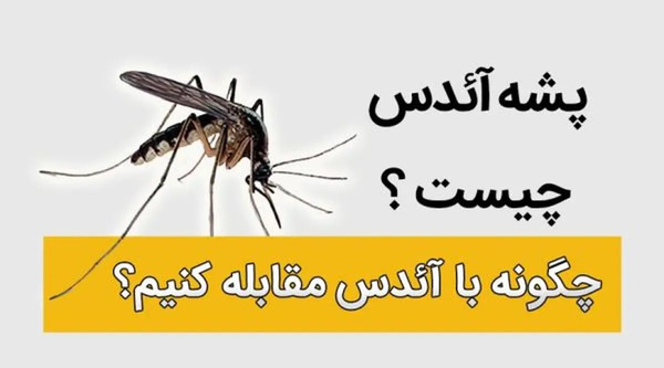 عکس پشه های کشنده