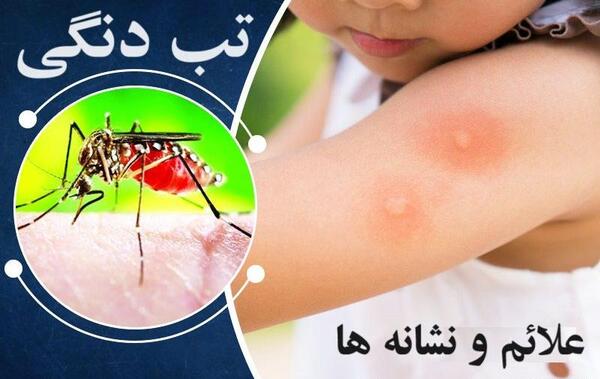 عکس واقعی پشه دنگی