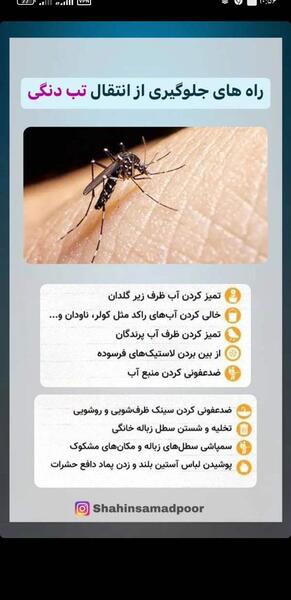 عکس نیش پشه آئدس نی نی سایت