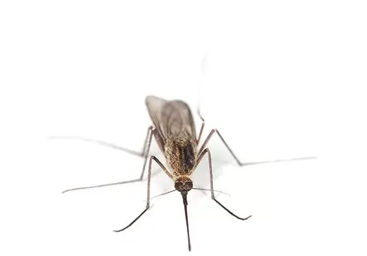 عکس پشه برای نقاشی