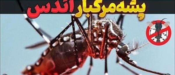 عکس پشه مرگ آور