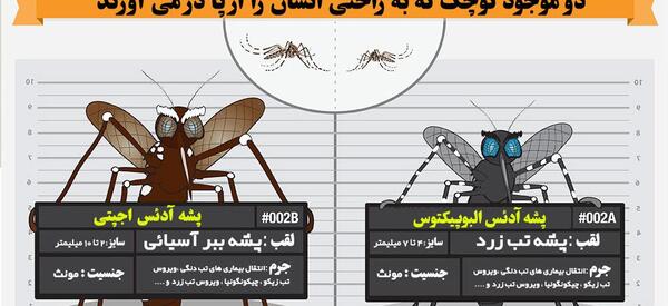 عکس پشه ی مرگ