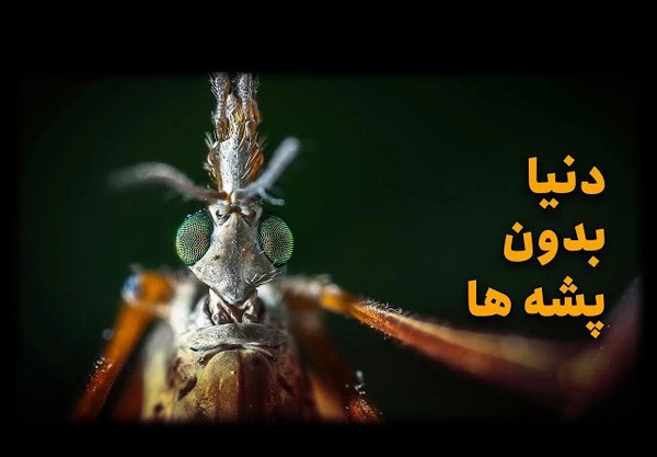 عکس پشه ی مرگ