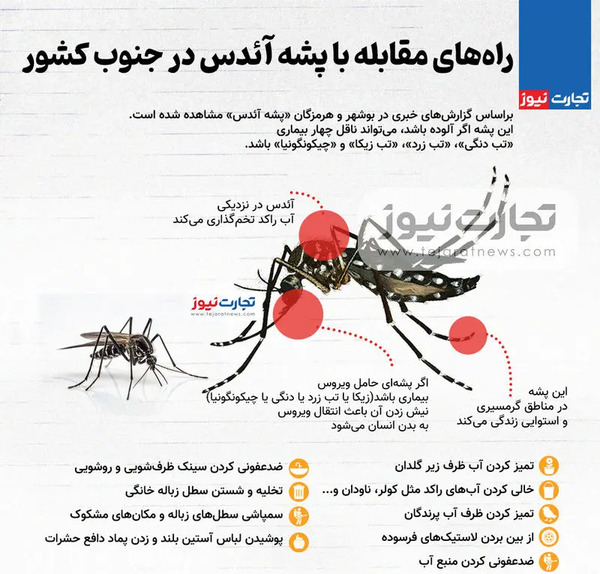 عکس گزش پشه آئدس