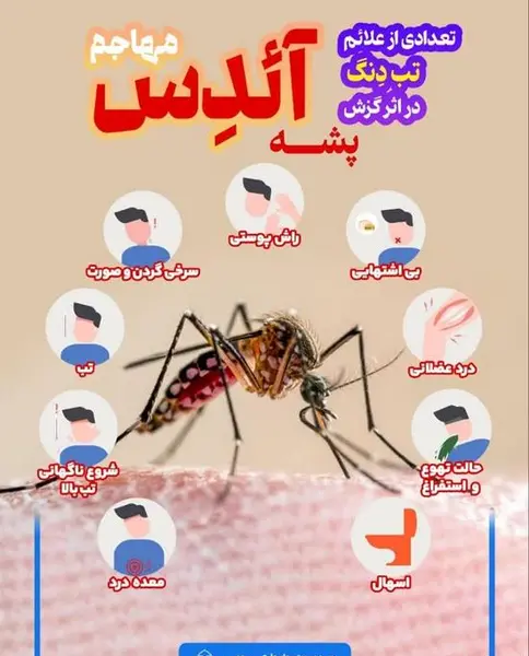 عکس از گزیدگی پشه آئدس