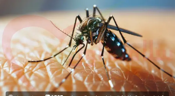 عکس نیش زدن پشه آئدس