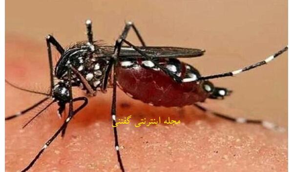 عکس نیش زدن پشه دنگی