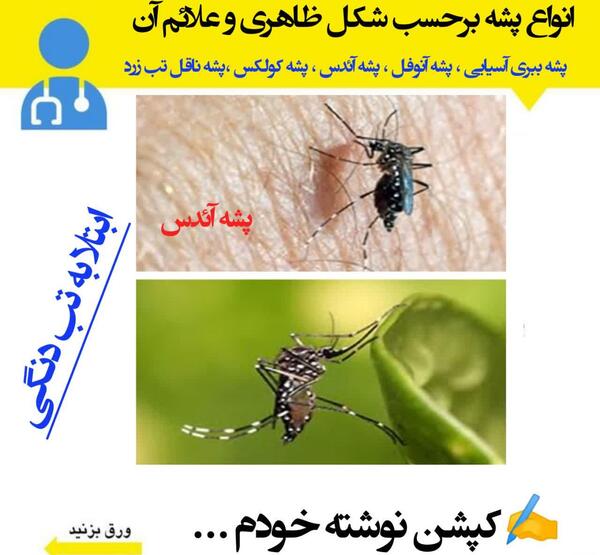 عکس نیش زدن پشه دنگی