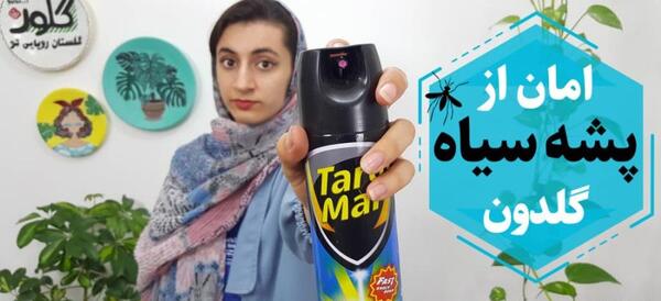 عکس پشه سیاه گلدان