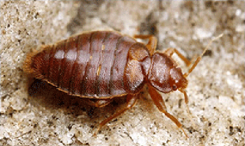 عکس پشه ی سمی