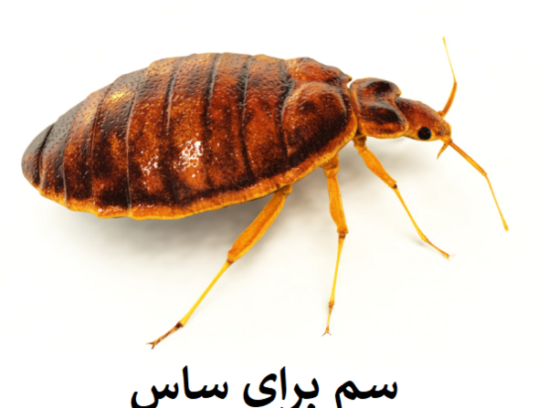 عکس پشه ی سمی
