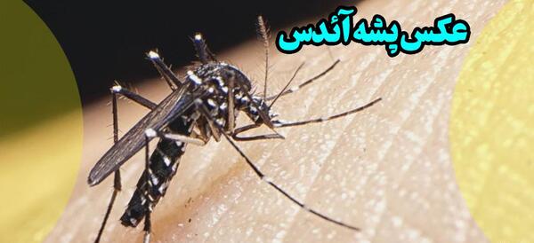 عکس جای نیش زدن پشه
