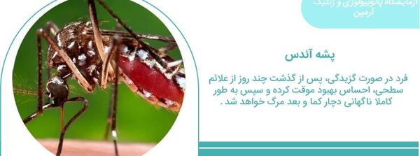 عکس پشه زدگی آئدس