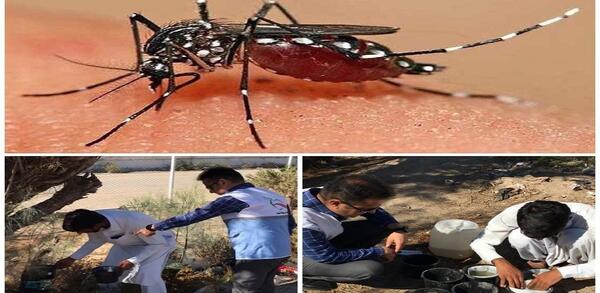 عکس پشه زدگی آئدس