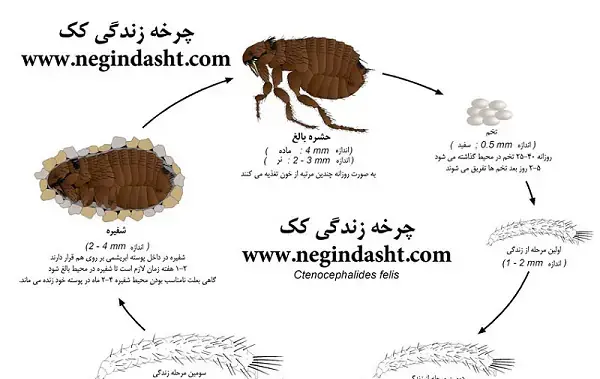 عکس پشه ریز سیاه