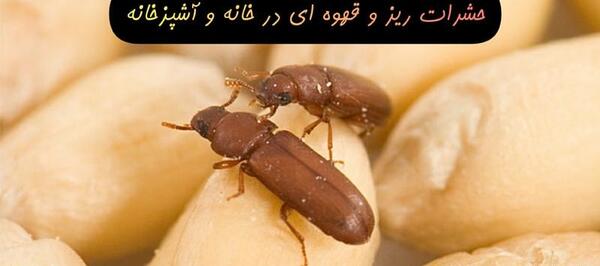 عکس پشه ریز سیاه
