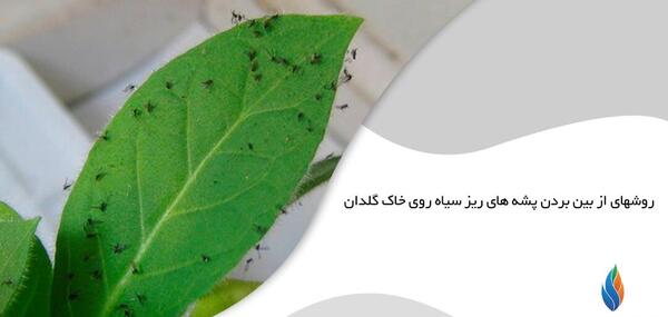 عکس پشه ریز سیاه