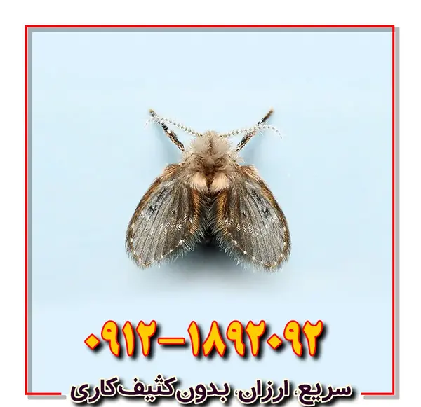 عکس پشه ریزه