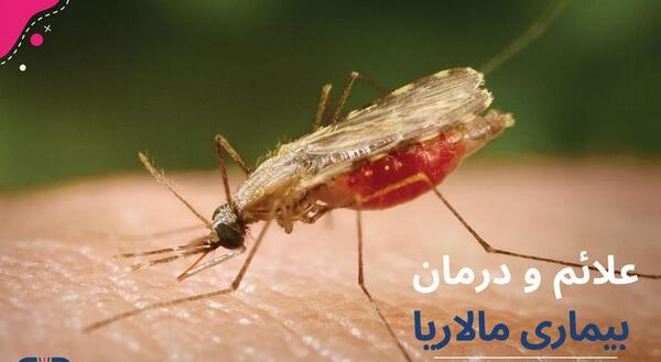 عکس از پشه مالاریا