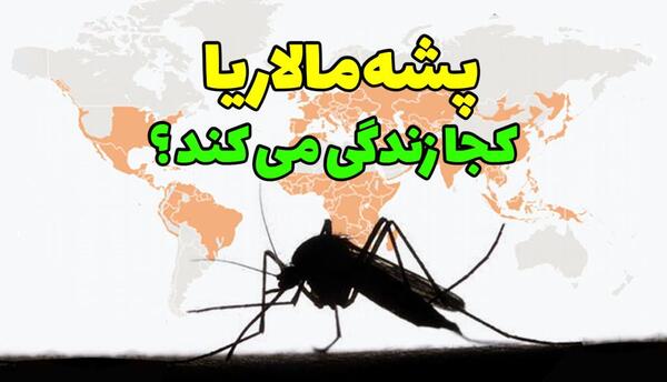 عکس از پشه مالاریا
