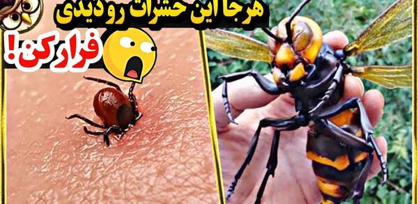 عکس خطرناک ترین پشه در جهان
