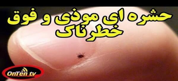 عکس خطرناک ترین پشه در جهان