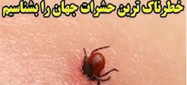 عکس خطرناک ترین پشه در جهان