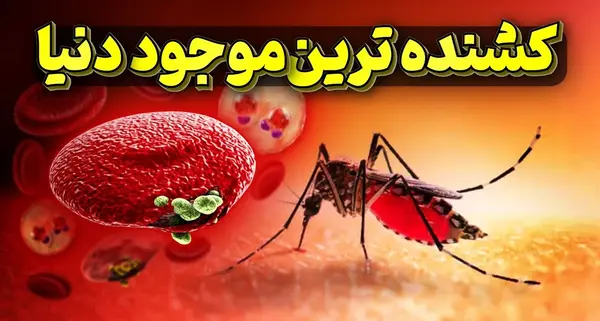 عکس خطرناک ترین پشه در جهان
