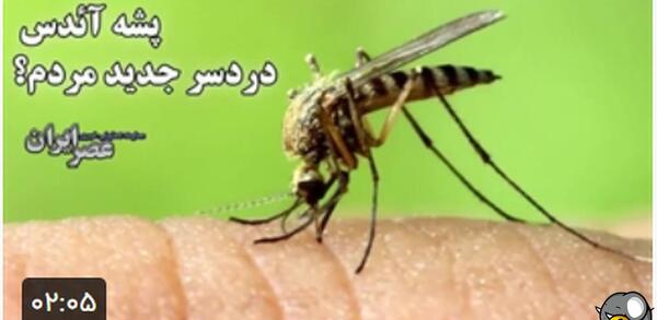 عکس خطرناک ترین پشه در جهان
