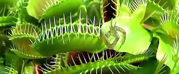 عکس گل پشه خوار