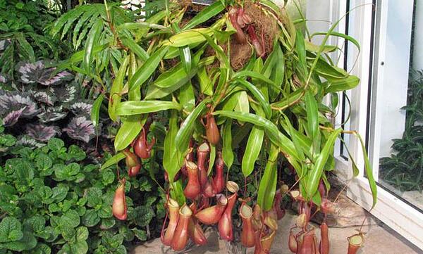 عکس گل پشه خوار