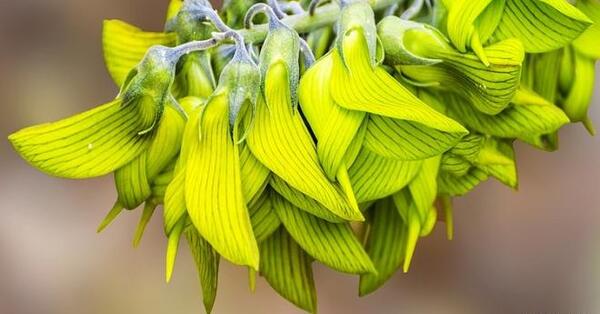 عکس گل پشه خوار