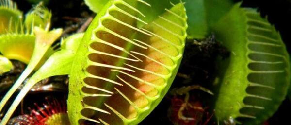 عکس گل پشه خوار