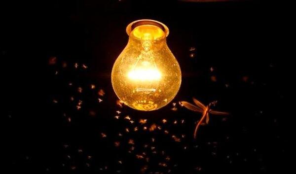 عکس پشه شب